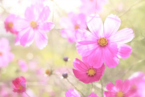 みやき町の花 コスモス