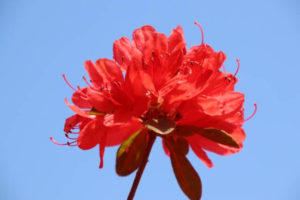 伊万里市の花 ツツジ