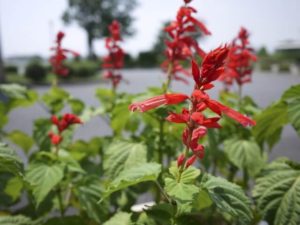 上峰町の花 サルビア