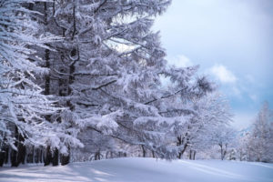 野幌森林公園