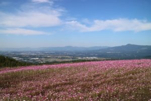 西原村のコスモス高原