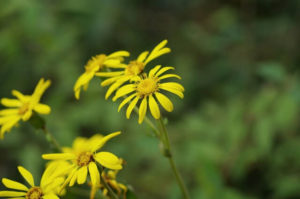 津奈木町の花 ツワブキ