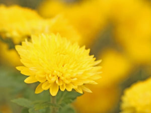 甲佐町の花 キク