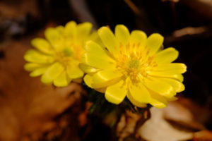 相良村の花 福寿草