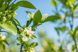 玉東町の花 みかん