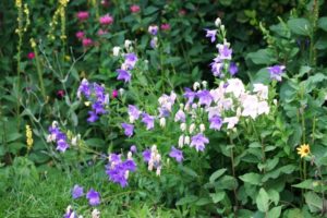 ゆにガーデンの花畑