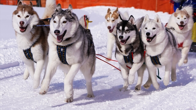 えにわ犬ぞり大会