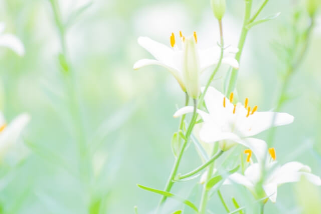 飯豊町の花 ユリ