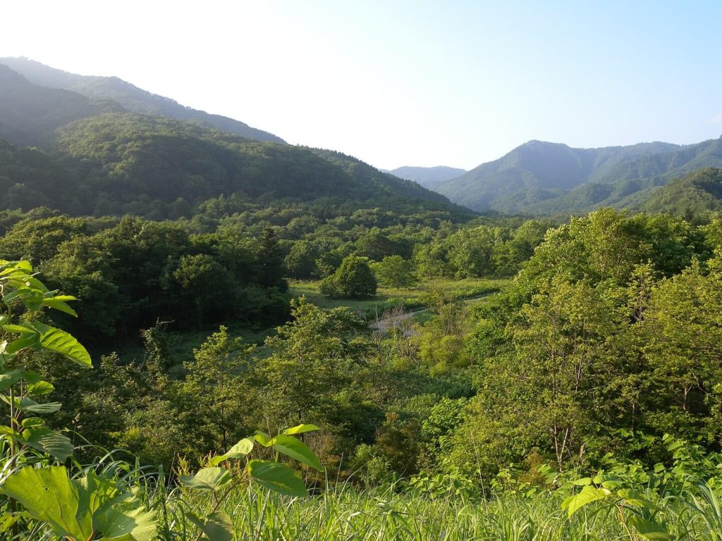 天然記念物「鶉川ゴヨウマツ自生北限地帯」