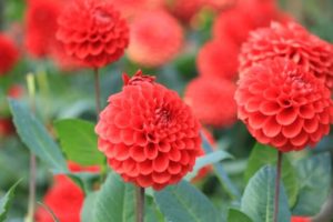 川西町の花 ダリヤ