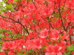 厚真町の花 ヤマツツジ