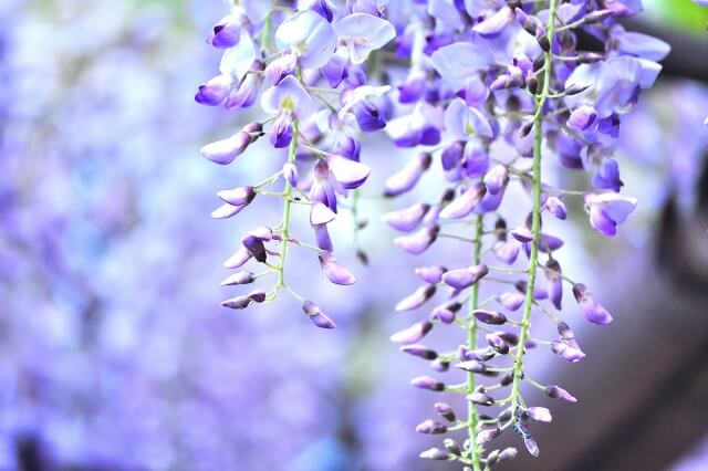 藤里町の花 フジ