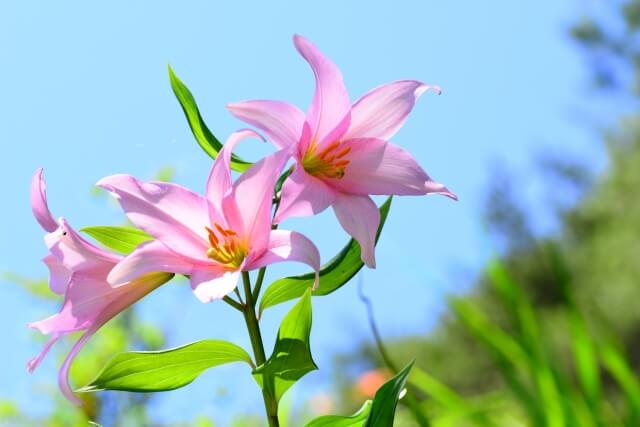 朝日町の花 ヒメサユリ