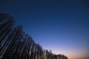 水元公園 メタセコイアと夜空