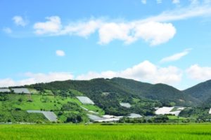 南陽市のぶどう畑