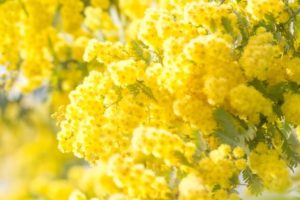 小坂町の花 アカシア