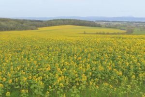 安平町の菜の花畑