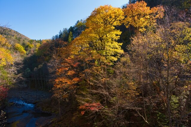 トムラウシの紅葉