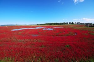 アッケシソウの風景