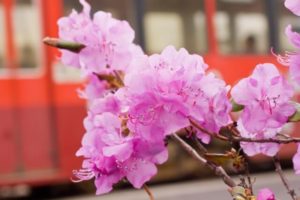訓子府町の花 エゾムラサキツツジ
