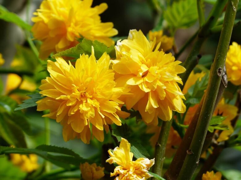 幸区の花 ヤマブキ