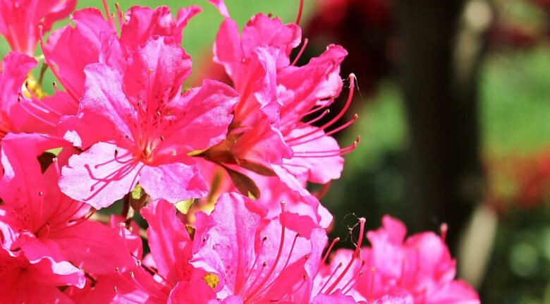 福生市の花 ツツジ