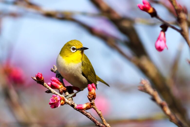 皆野町の鳥 メジロ