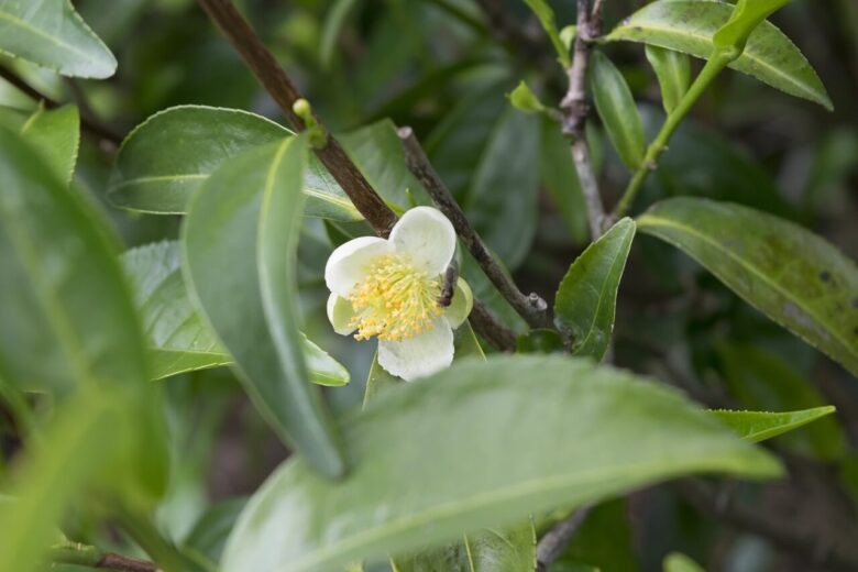 武蔵村山市の花 茶の花